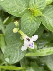 Charagochilus