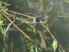 Anax panybeus