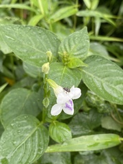 Charagochilus
