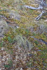 Festuca altaica