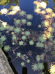 Ludwigia sedoides