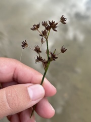 Juncus articulatus