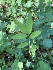 Chamaecrista nictitans