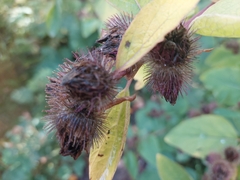 Arctium minus