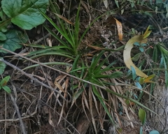 Eryngium paniculatum