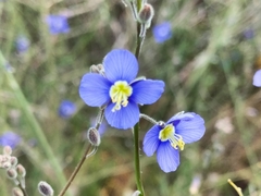 Heliophila digitata