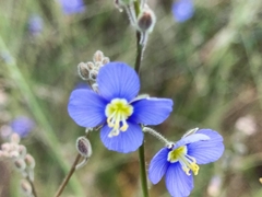 Heliophila digitata
