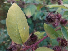 Arctium minus
