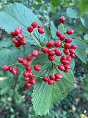 Viburnum dilatatum