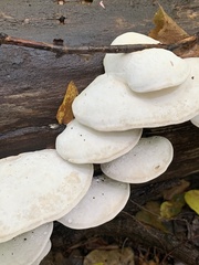 Trametes lactinea