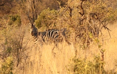 Equus quagga