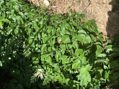 Elatostema platyphyllum