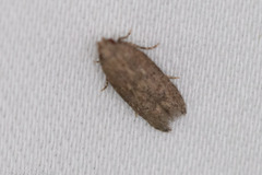Hypatima
