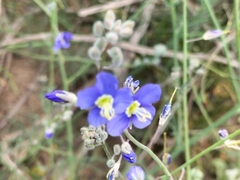 Heliophila digitata