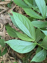 Elatostema platyphyllum