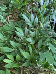 Elatostema platyphyllum