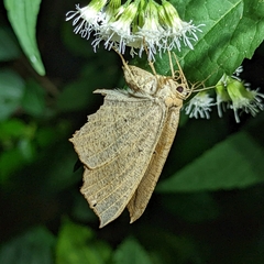 Euchlaena obtusaria