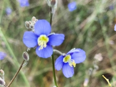 Heliophila digitata