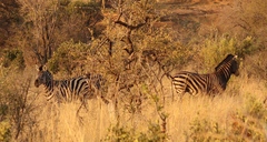 Equus quagga
