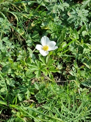 Anemonoides sylvestris