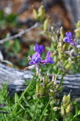 Oxytropis arctica taimyrensis