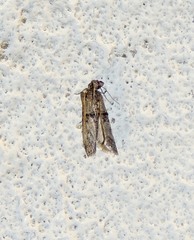 Nephopterix angustella