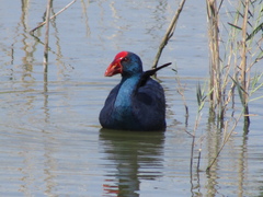 Porphyrio porphyrio