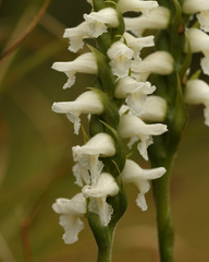 Spiranthes bightensis