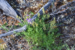 Oxytropis arctica taimyrensis
