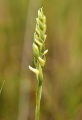 Spiranthes bightensis