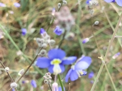 Heliophila digitata