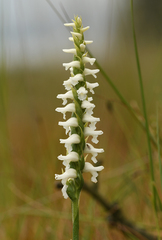 Spiranthes bightensis