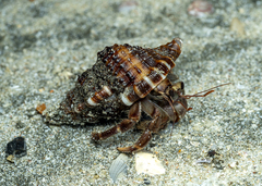 Coenobita