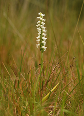 Spiranthes bightensis