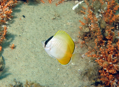 Chaetodon guentheri