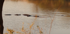 Hippopotamus amphibius
