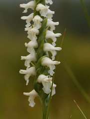 Spiranthes bightensis