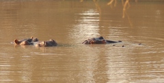 Hippopotamus amphibius