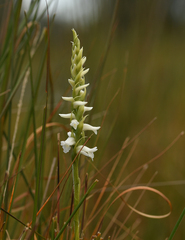 Spiranthes bightensis