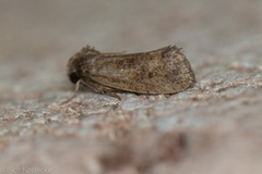 Acrolophus texanella