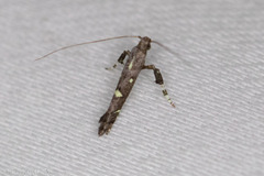 Caloptilia triadicae