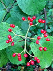 Viburnum dilatatum