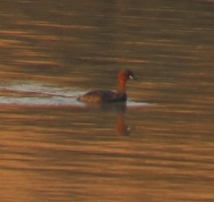 Tachybaptus ruficollis capensis