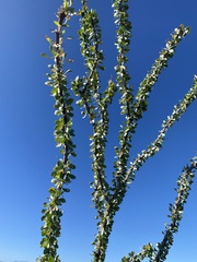 Fouquieria splendens splendens