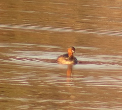 Tachybaptus ruficollis capensis