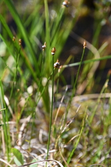 Carex chordorrhiza