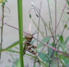 Valanga nigricornis