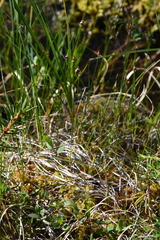 Carex chordorrhiza