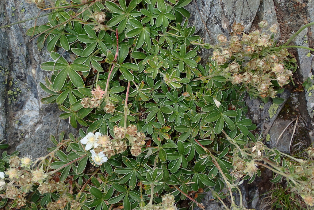 Potentilla alchimilloides