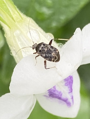 Charagochilus